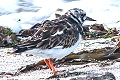 link to page on Arenaria interpres, Turnstone on Iceland Arenaria interpres, Turnstone