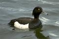 link to page on Aythya fuligula, Tufted Duck on Iceland Aythya fuligula, Tufted Duck