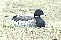 link to page on Branta bernicla, Brent Goose on Iceland Branta bernicla, Brent Goose