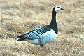 link to page on Branta leucopsis, Barnacle Goose on Iceland Branta leucopsis, Barnacle Goose
