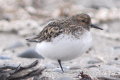link to page on Calidris alba, Sanderling on Iceland Calidris alba, Sanderling