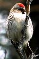 link to page on Carduelis flammea, Redpoll on Iceland Carduelis flammea, Redpoll