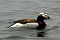link to page on Clangula hyemalis, Long-tailed Duck on Iceland Clangula hyemalis, Long-tailed Duck