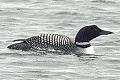 link to page on Gavia immer, Great Northern Diver (Loon) on Iceland Gavia immer, Great Northern Diver (Loon)