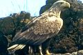 link to page on Haliaeetus albicilla, Sea Eagle = White-tailed Eagle on Iceland Haliaeetus albicilla, Sea Eagle = White-tailed Eagle