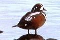 link to page on Histrionicus histrionicus, Harlequin Duck on Iceland Histrionicus histrionicus, Harlequin Duck