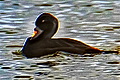 link to page on Melanitta nigra, Common Scoter on Iceland Melanitta nigra, Common Scoter