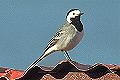 link to page on Motacilla alba, White Wagtail on Iceland Motacilla alba, White Wagtail