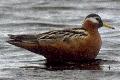 link to page on Phalaropus fulicarius, Grey Phalarope on Iceland Phalaropus fulicarius, Grey Phalarope