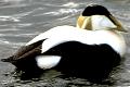 link to page on Somateria mollissima, Eider Duck on Iceland Somateria mollissima, Eider Duck