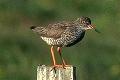 link to page on Tringa totanus, Redshank on Iceland Tringa totanus, Redshank