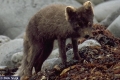 polar fox polar fox