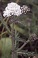 page on Achillea millefolium, Yarrow on Iceland