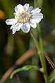 page on Achillea ptarmica, Sneezewort on Iceland