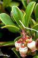 Thmbn Arctostaphylos uva-ursi