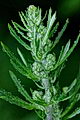 page on Artemisia vulgaris, Mugwort on Iceland