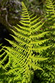 Thmbn Athyrium distentifolia