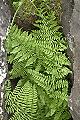Thmbn Athyrium filix-femina