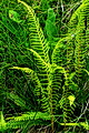 Thmbn Blechnum spicant