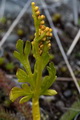 Thmbn Botrychium lanceolatum