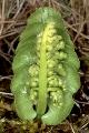 Thmbn Botrychium lunaria