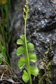 Thmbn Botrychium minganense