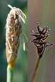 Thmbn Carex dioica