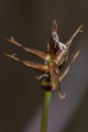 Thmbn Carex microglochin