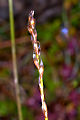 Thmbn Carex myosuroides