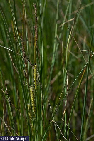 Photo of a few culms of the Bottle Sedge, Carex rostrata - Click for Full Size Image