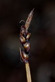 Thmbn Carex rupestris