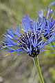 page on Centaurea montana, Perennial Cornflower on Iceland