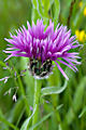 page on Centaurea triumfetti, Squarrose Knapweed on Iceland