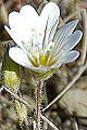 pagina over Cerastium alpinum, alpenhoornbloem op IJsland