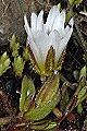 pagina over Cerastium cerastioides, driestijlige hoornbloem op IJsland