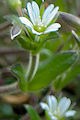pagina over Cerastium nigrescens, arctische hoornbloem op IJsland
