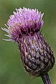 page on Cirsium arvense, Creeping Thistle on Iceland