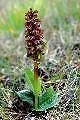 pagina over Dactylorhiza viridis, groene nachtorchis op IJsland