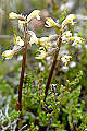 pagina over Corallorhiza trifida, koraalwortel op IJsland