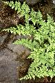 Thmbn Cystopteris fragilis