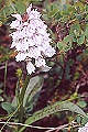 pagina over Dactylorhiza maculata, Gevlekte orchis op IJsland