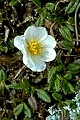 Thmbn Dryas octopetala