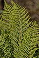 Thmbn Dryopteris expansa