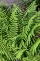 Thmbn Dryopteris filix-mas