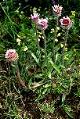 page on Erigeron borealis, Jakobsfífïll on Iceland