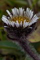 page on Erigeron humilis, Arctic Alpine Fleabane on Iceland