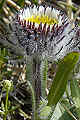 page on Erigeron uniflorus, Oneflower Fleabane on Iceland
