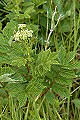 Thmbn Stone Bramble
