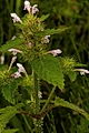 Thmbn Galeopsis tetrahit