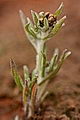 page on Gnaphalium uliginosum, Marsh Cudweed on Iceland
